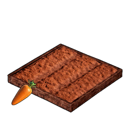 Carrot Plantation