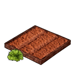 Lettuce Plantation